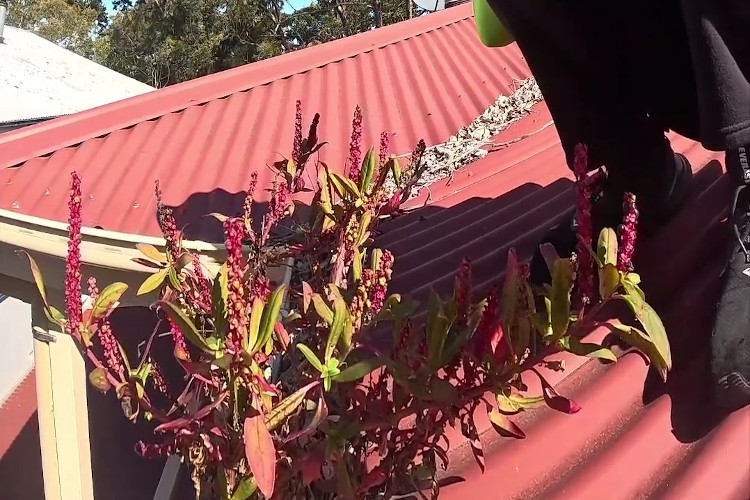 
The gutters adorned with resplendent red vegetation, preparing for the cleaning.