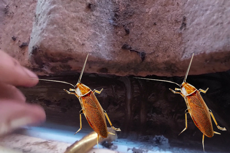 
Gutter Cleaning Crew in batemansbay Addresses Pest-Occupied Gutters