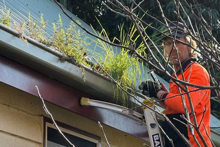 
Proficient gutter cleaning professional in batemansbay meets the camera lens through the backdrop of thriving gutter plants.