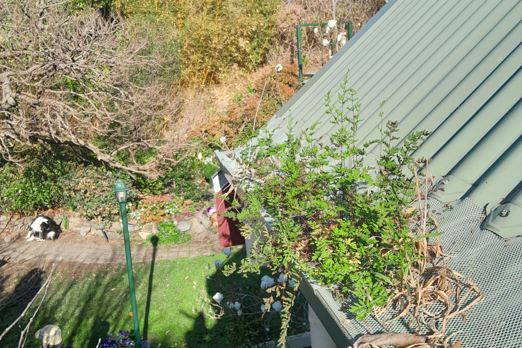 
Robust foliage protrudes through a gutter guard in batemansbay, calling for a cleaning soon.