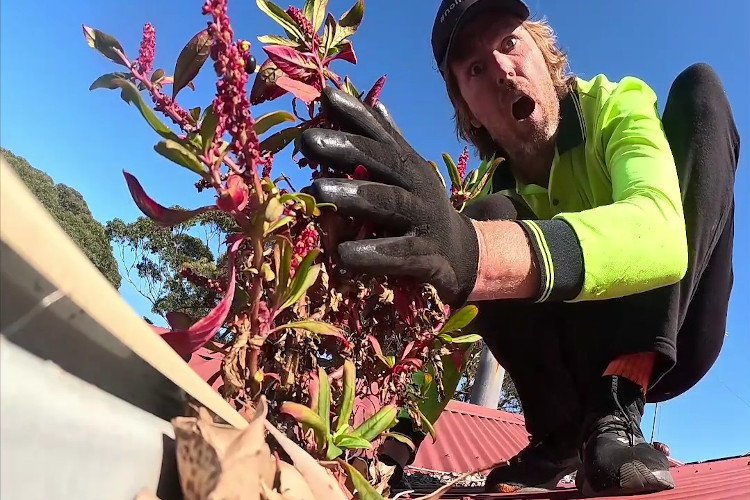 
Gutter cleaner in batemansbay in total awe of the sight of magnificent plants flourishing from the guttering.