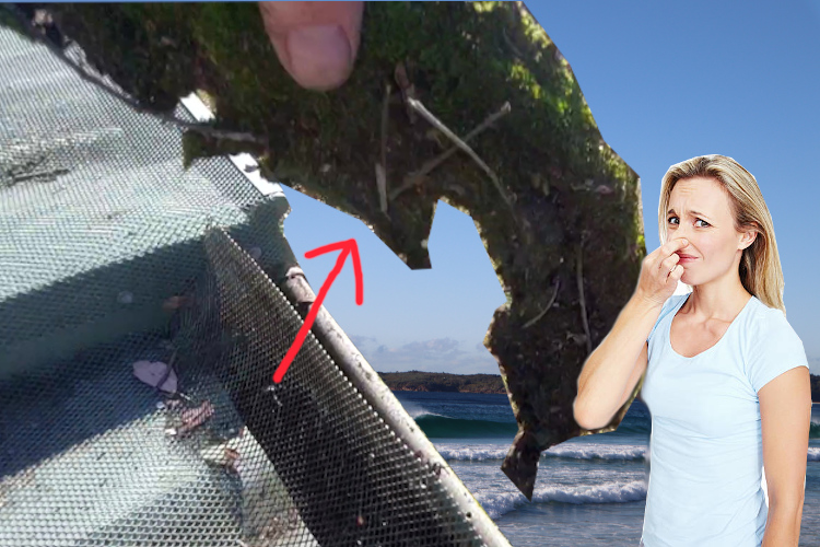 
Local Woman Responds to Moss Removal Odor by batemansbay Gutter Cleaning Service Under Gutter Guard