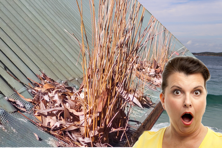 
batemansbay Woman Taken Aback by Gutter Guards Overrun with Plants